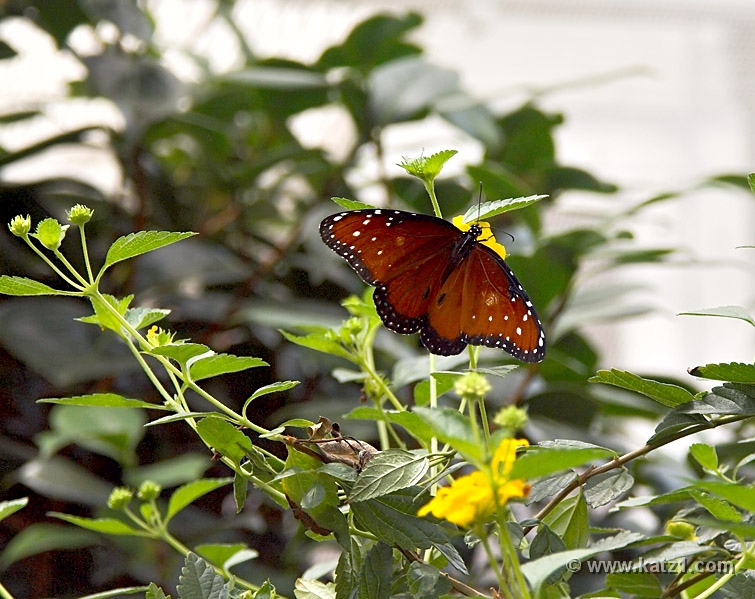 BZ Butterfly 4